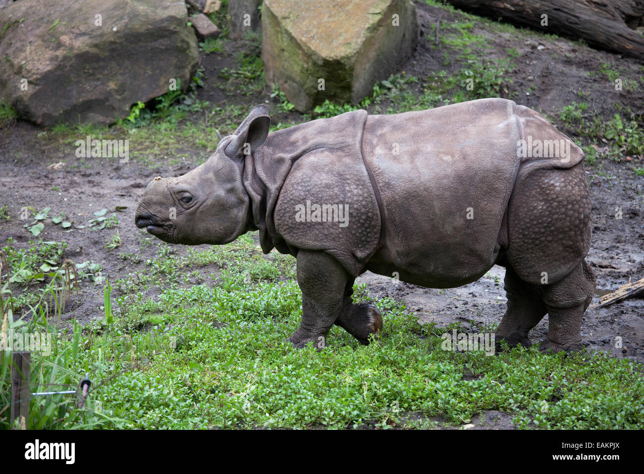 Baby Great Indian Rhinoceros Rhinoceros Unicornis In The Rotterdam Zoo Diergaarde Blijdorp In Holland Netherlands Stock Photo Alamy Baby Great Indian Rhinoceros Rhinoceros Unicornis In The Rotterdam Zoo Diergaarde Blijdorp In Holland Netherlands Stock Photo Alamy