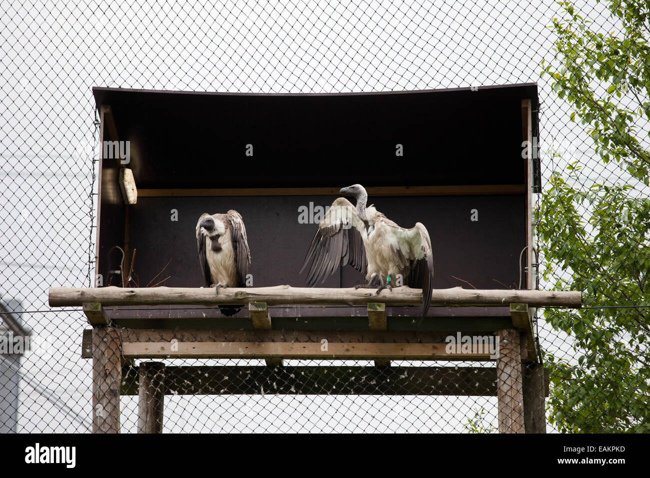 White-backed Vultures (Gyps africanus) in the Rotterdam Zoo (Diergaarde Blijdorp) in Holland, Netherlands. Stock Photo