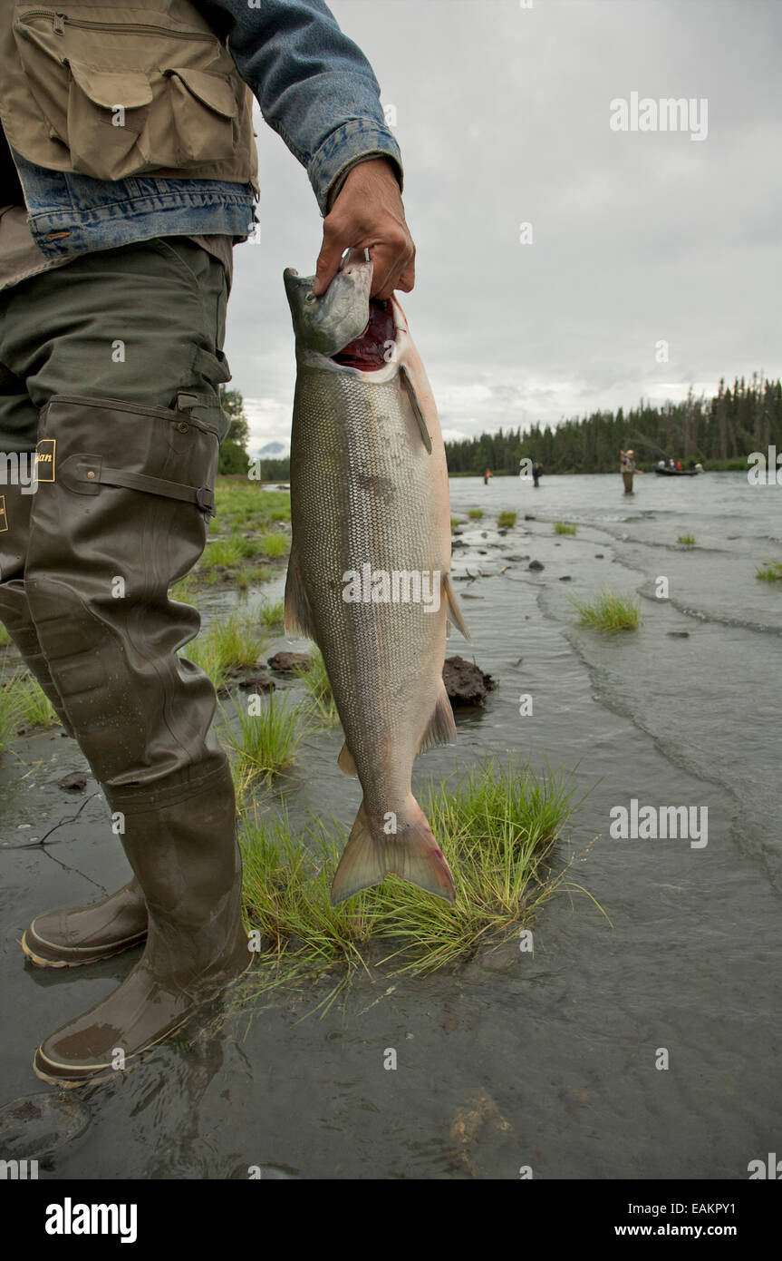 Angler Walking With Caught Salmon On The Riverbank Of Kenai River