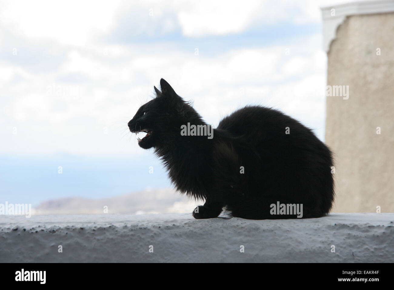 Angry cat attack hi-res stock photography and images - Alamy