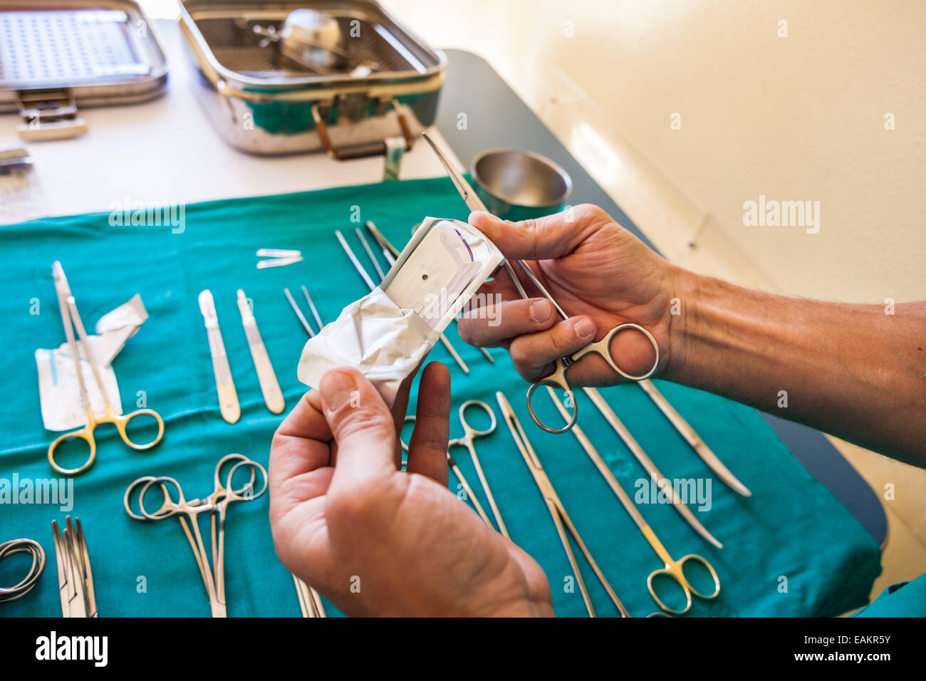 the hands of a surgeon preparing the thread for the stitches Stock Photo