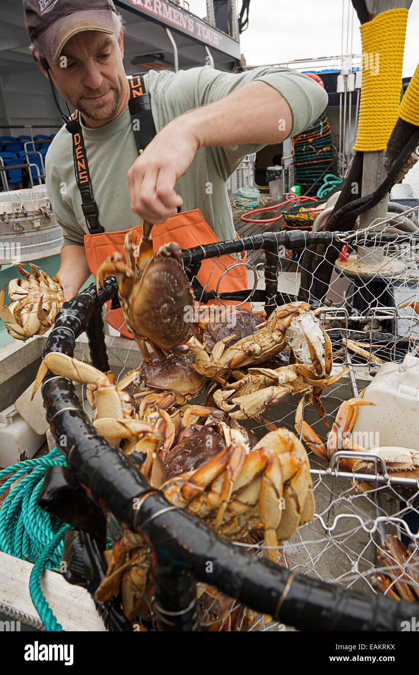 Crab Harvest Demonstration Aboard The *Aleutian Ballad* In Ketchikan