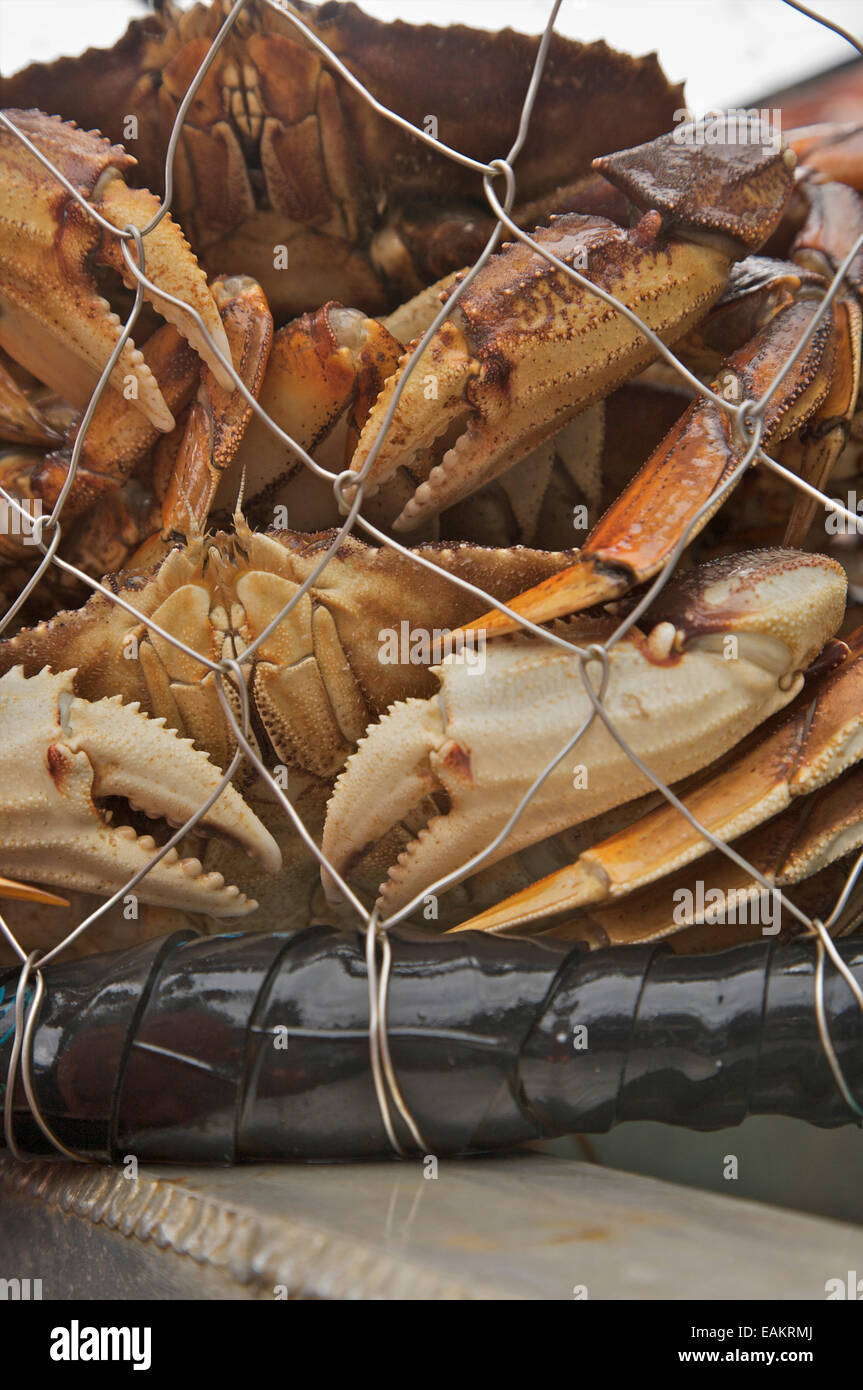 Close Up Of Crab In A Crab Pot During A Crab Harvest Demonstration