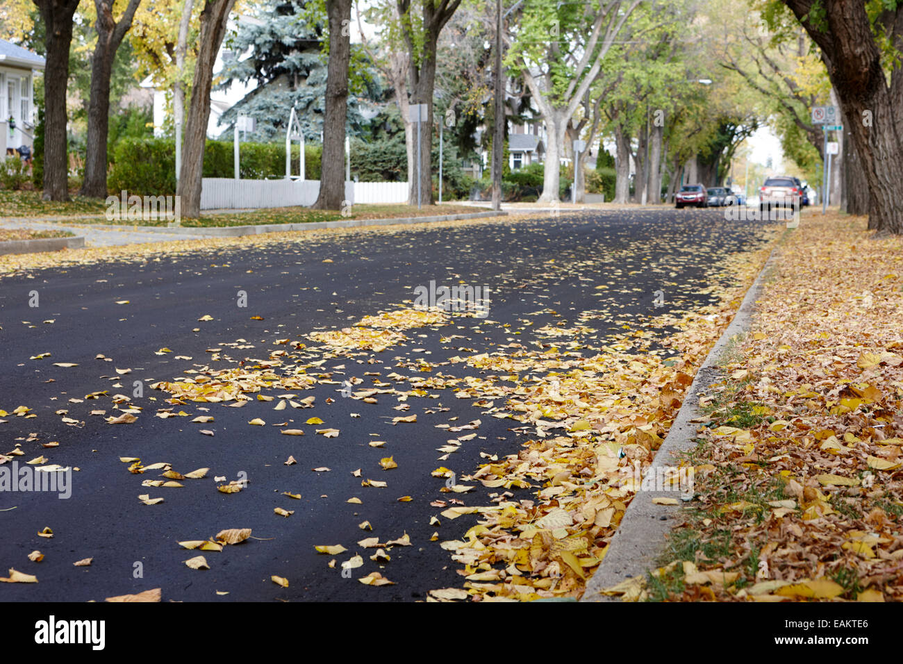 fallen leaves in city park residential heritage neighborhood saskatoon Saskatchewan Canada Stock Photo