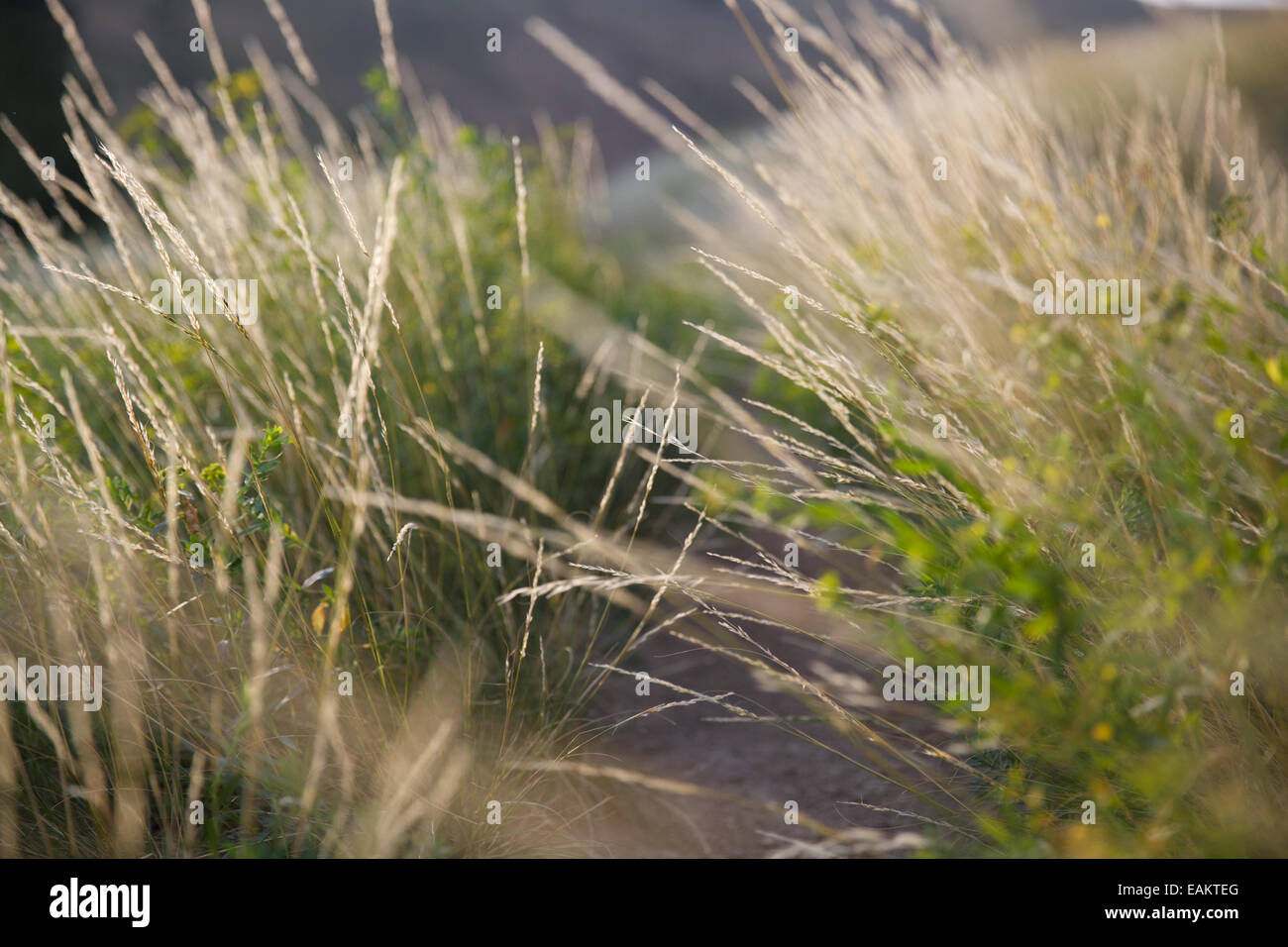 Grass grows tall over a walking trail in western Montana. (Photo by Bess Brownlee Stock Photo