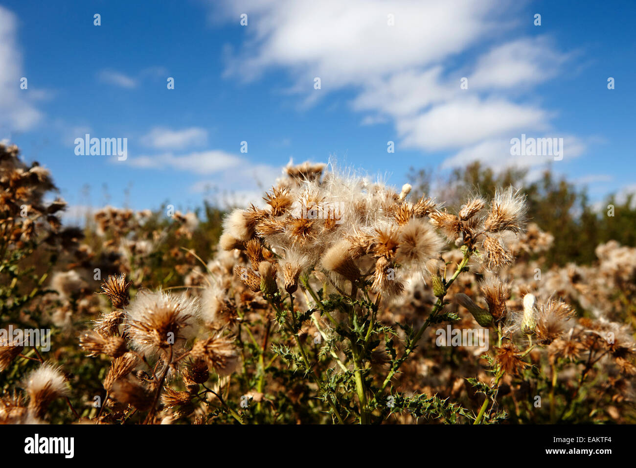 seeding canadian thistle plants Saskatchewan Canada Stock Photo Alamy