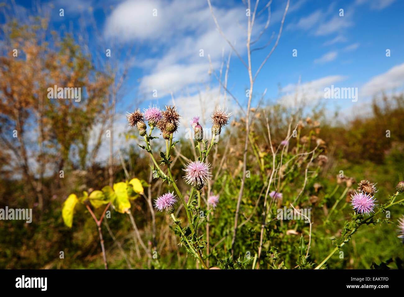 canadian thistle plants Saskatchewan Canada Stock Photo Alamy