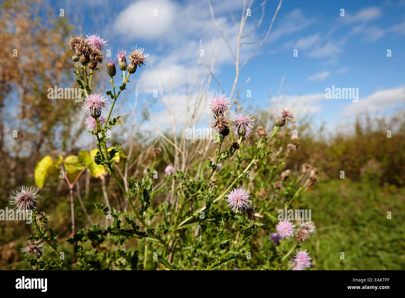 canadian thistle plants Saskatchewan Canada Stock Photo Alamy