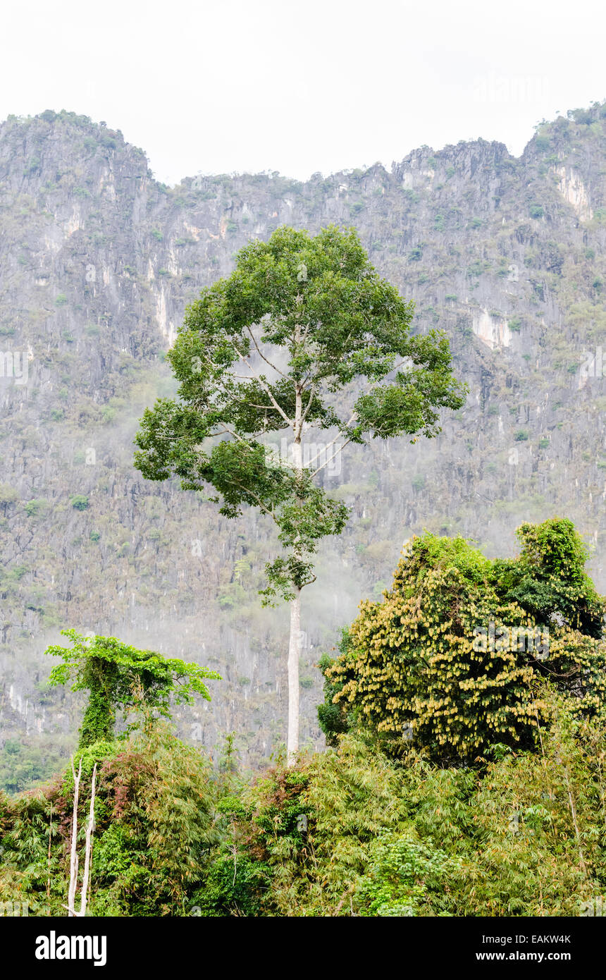 Tall trees in the tropical forests on mountains of Thailand. Stock Photo