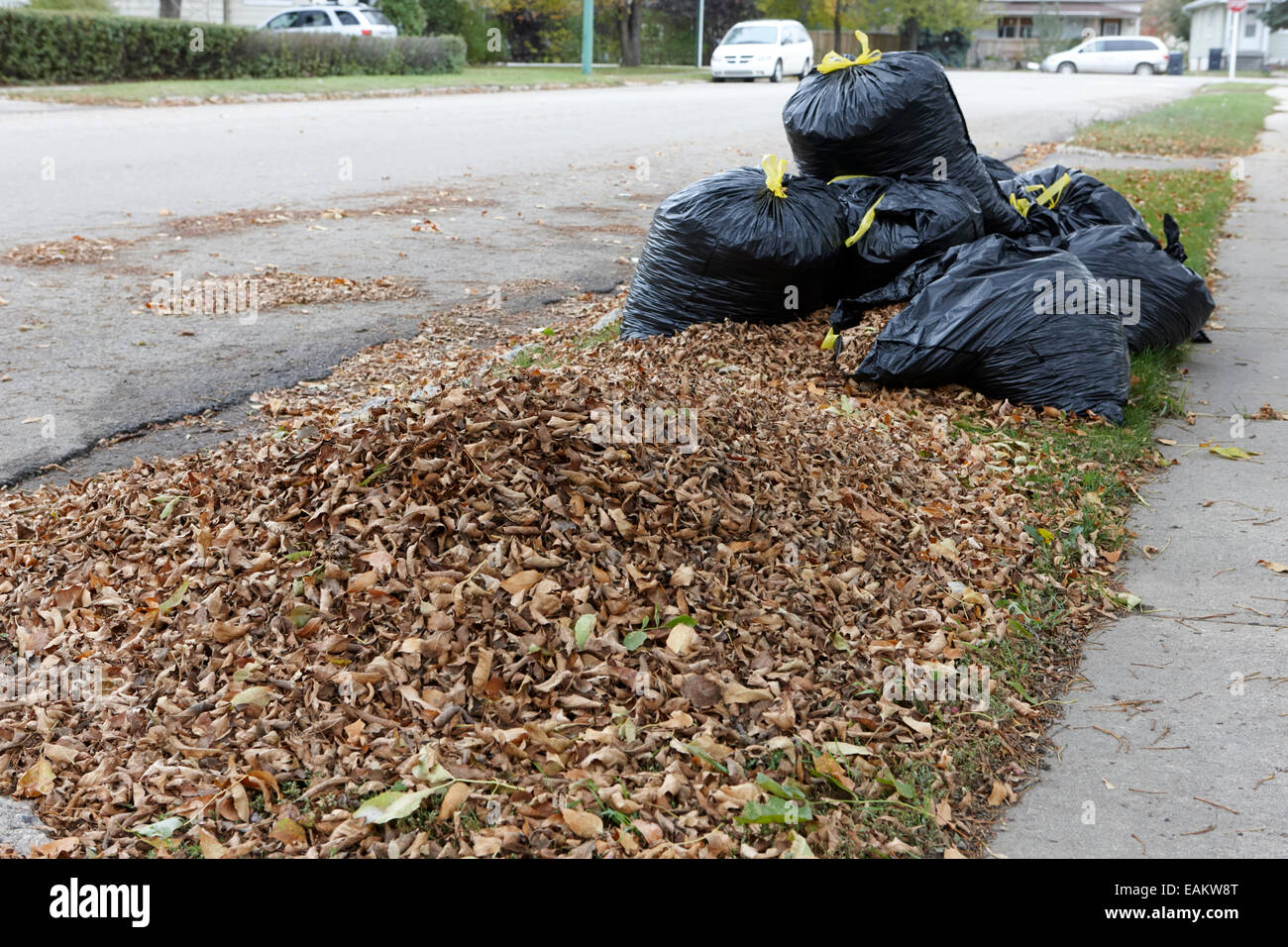 pile of dead collected leaves and bagged leaves ready for collection