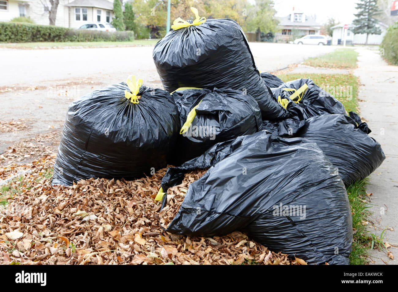pile of dead collected leaves and bagged leaves ready for collection Saskatchewan Canada Stock Photo
