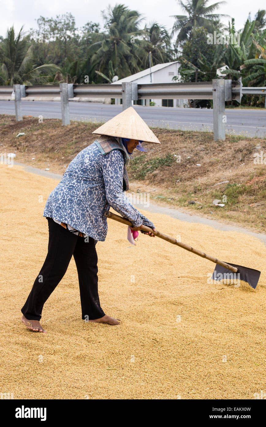 Woman drying rice at road hi-res stock photography and images - Alamy