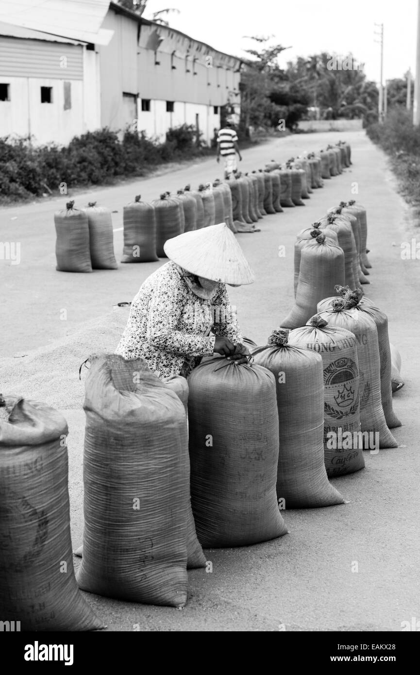 Workers bagging dried rice on a closed road in Tra Vinh, Mekong Delta ...