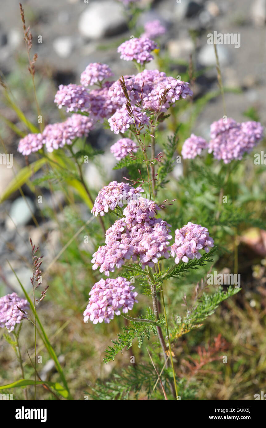 Flower in the polar Urals. The plant on the shore of a mountain river in August. Stock Photo