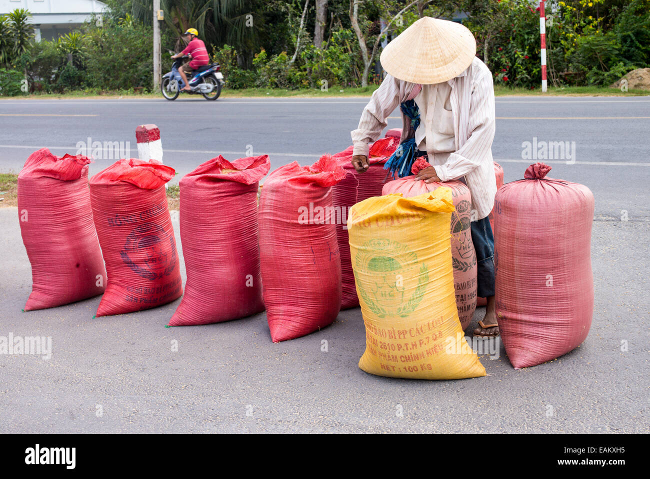 Workers bagging dried rice on a closed road in Tra Vinh, Mekong Delta ...