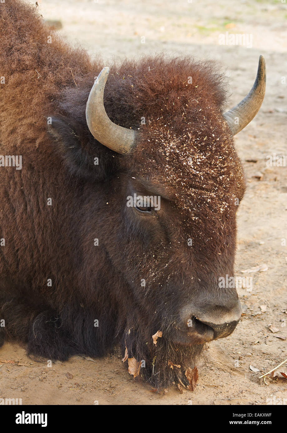 head of big brown bison laying on sand Stock Photo