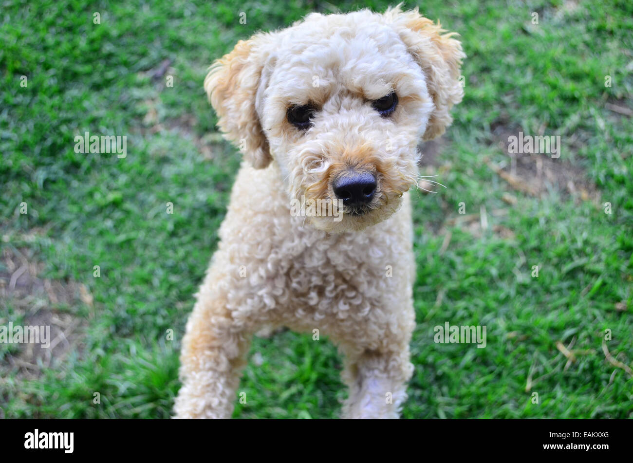 Cute dog waiting to play Stock Photo - Alamy