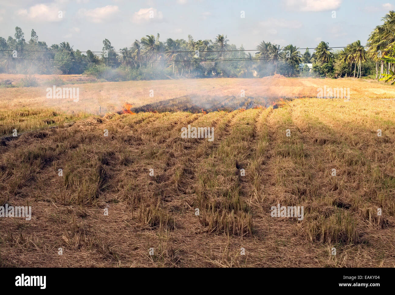 Rice field burning hires stock photography and images Alamy