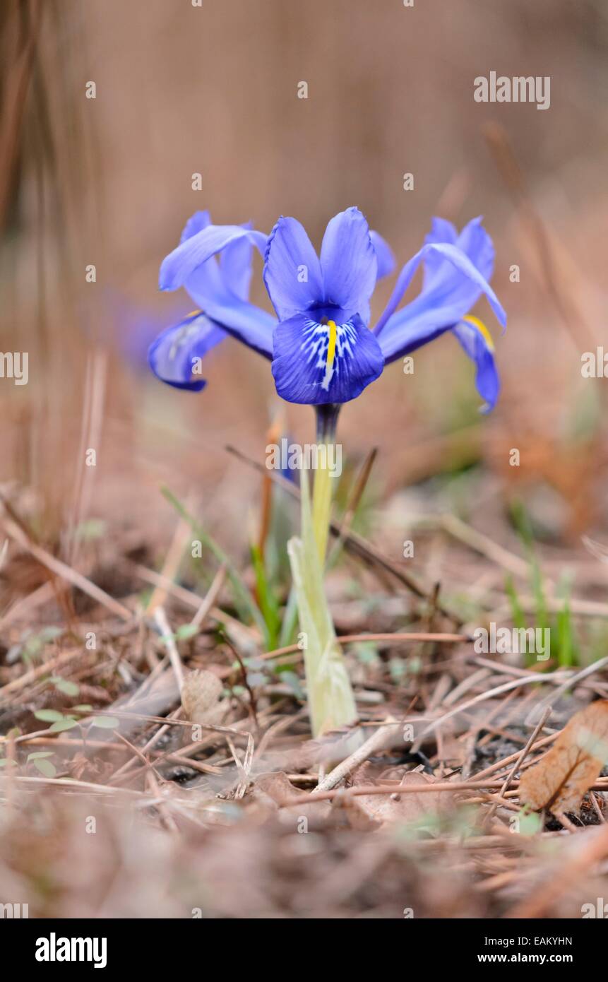 Dwarf iris (Iris reticulata) Stock Photo