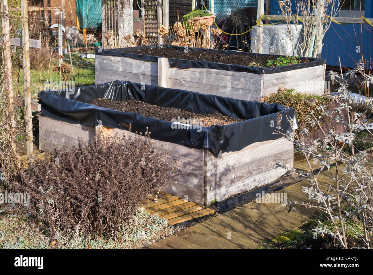 Raised beds in a wintery allotment garden Stock Photo
