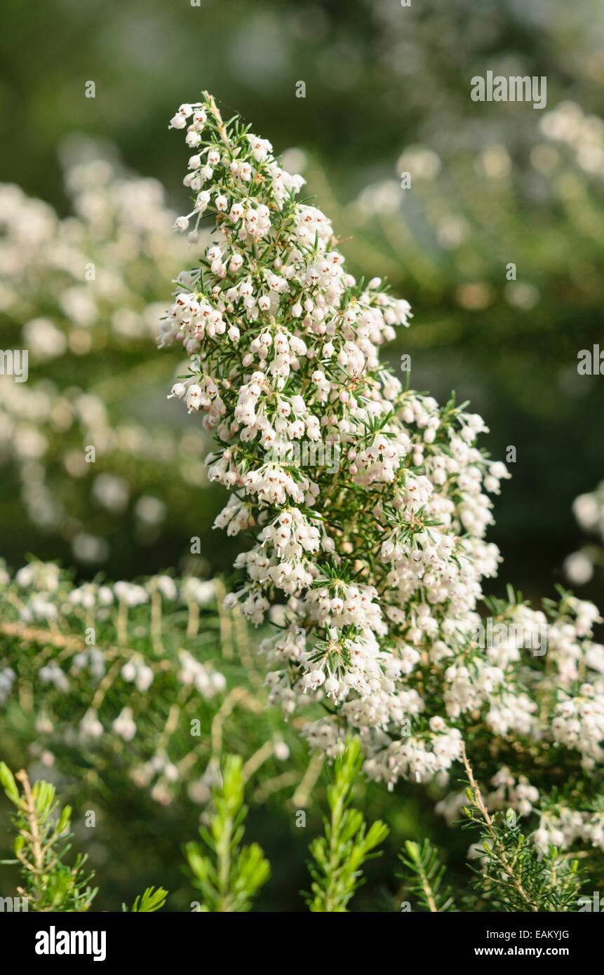 Honey-scented heath (Erica curvirostris) Stock Photo