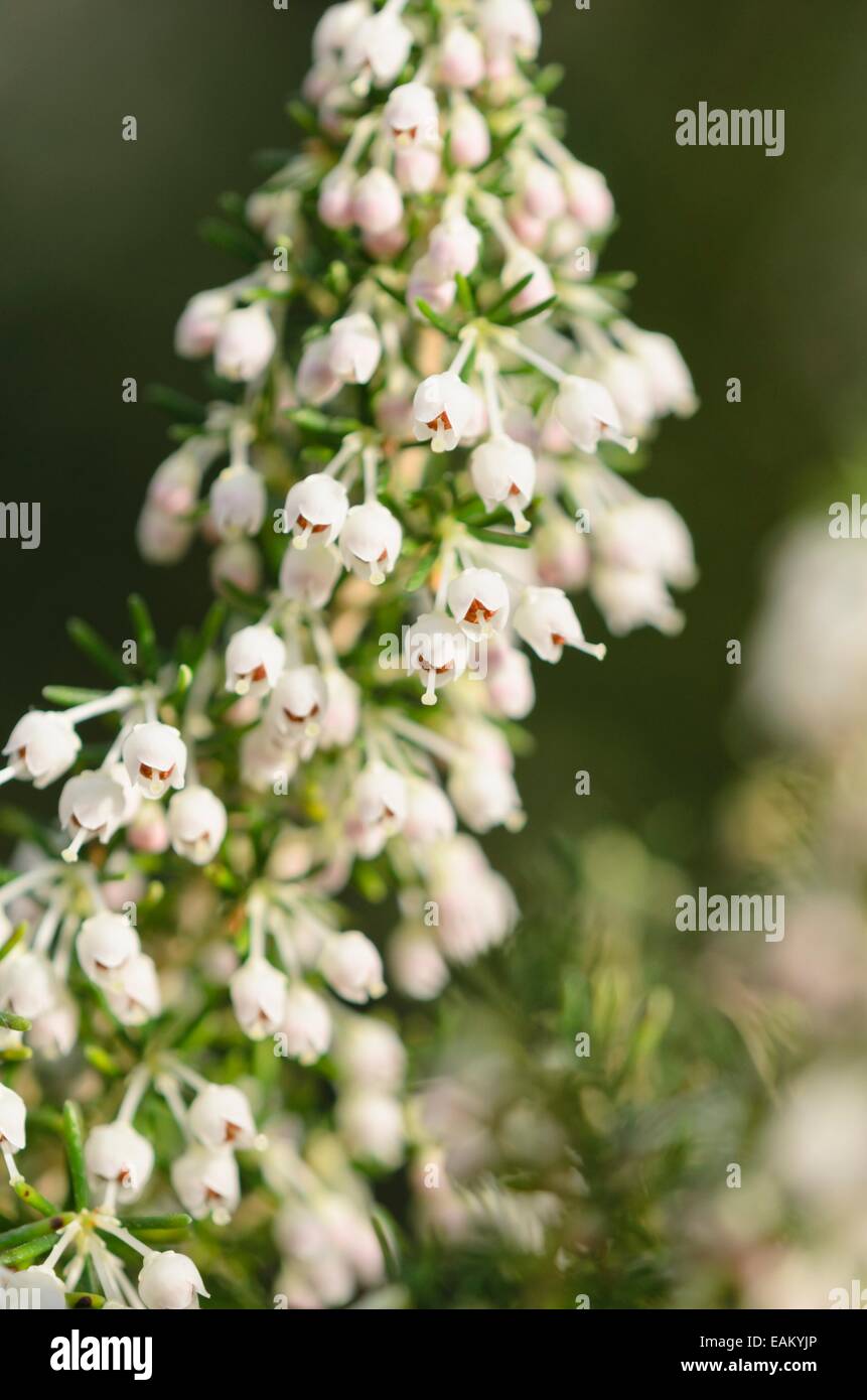 Honey-scented heath (Erica curvirostris) Stock Photo