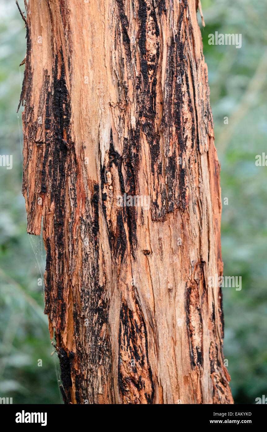 Silver dollar tree (Eucalyptus cinerea) Stock Photo