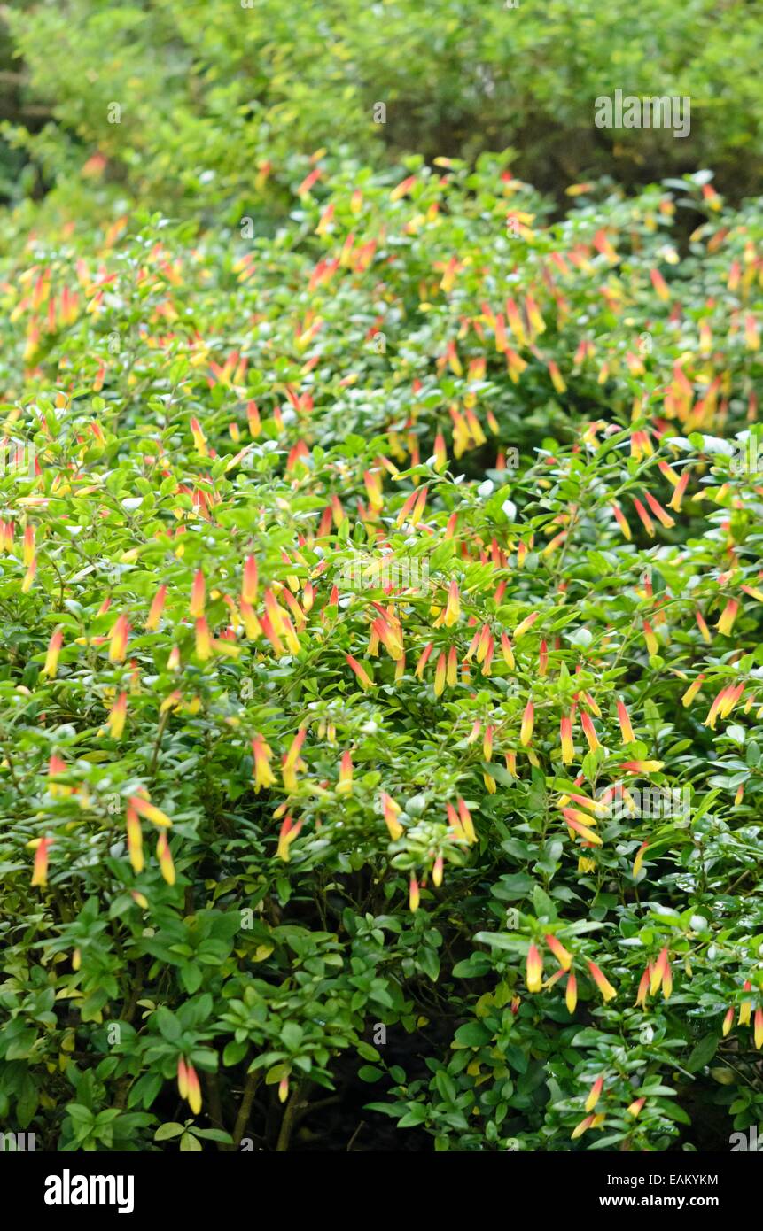 Brazilian fuchsia (Justicia rizzinii syn. Jacobinia pauciflora) Stock Photo