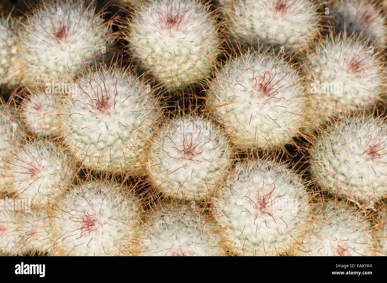 Nipple cactus (Mammillaria bombycina) Stock Photo