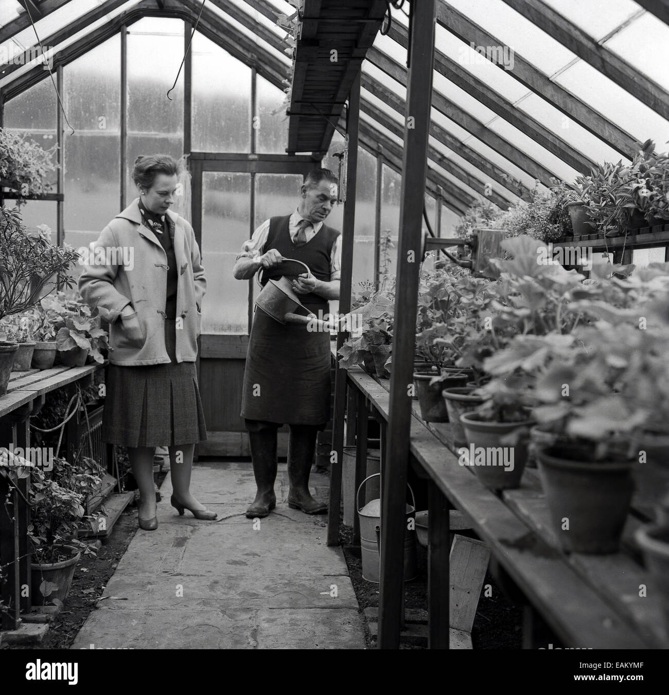 1950s, historical picture of an English country lady inspecting the plants in a greenhouse as her gardener waters the tomatoes, England, UK. Stock Photo