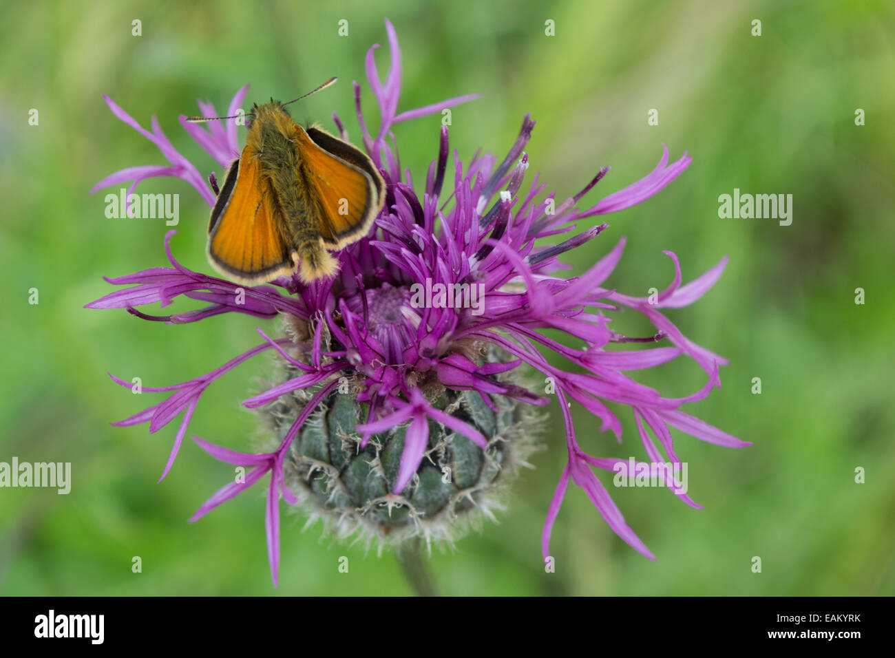 A Small Skipper butterfly feeding on a purple wild Knapweed flower with its wings open Stock Photo