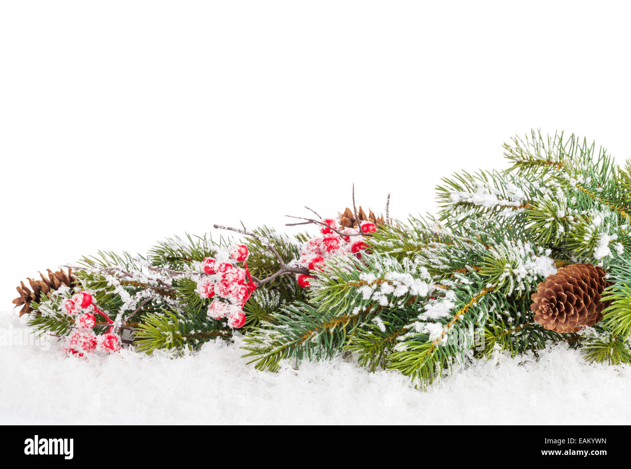Christmas fir tree branch with holly berry over snow Stock Photo Alamy