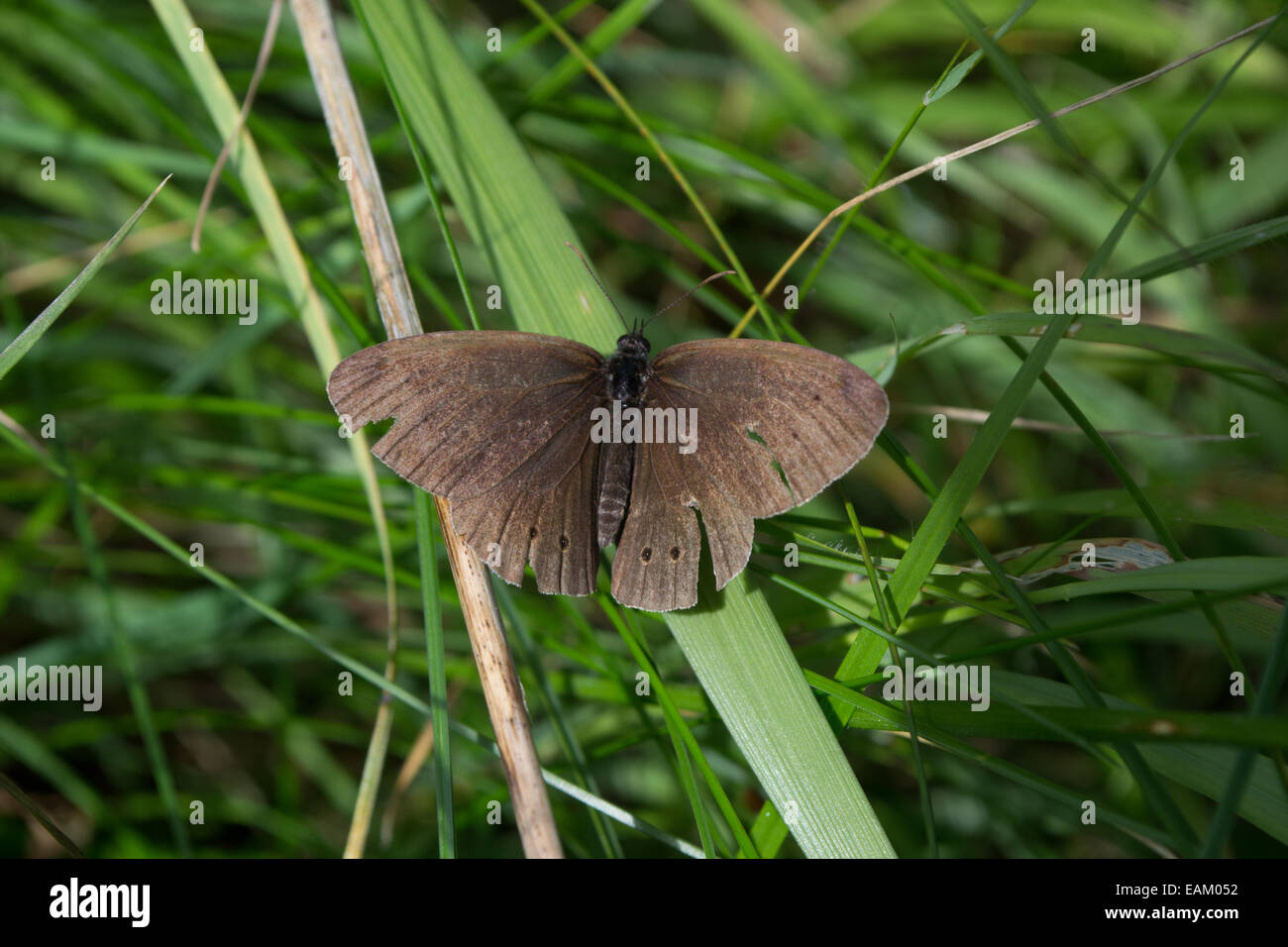 Brown Ringlet butterfly basking in the summer sunshine resting on a blade of grass Stock Photo