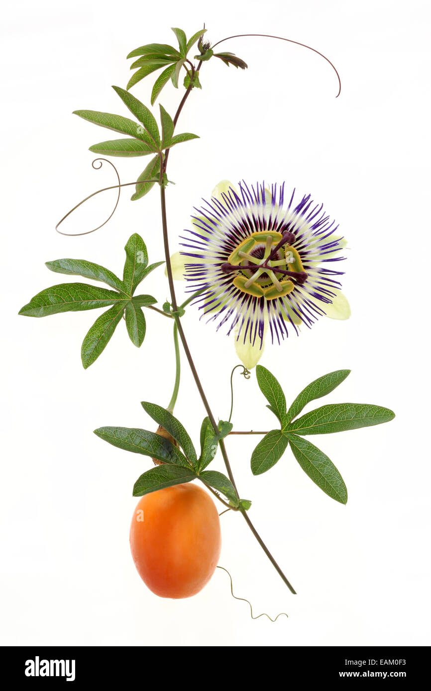 Passion flower and fruit Stock Photo Alamy