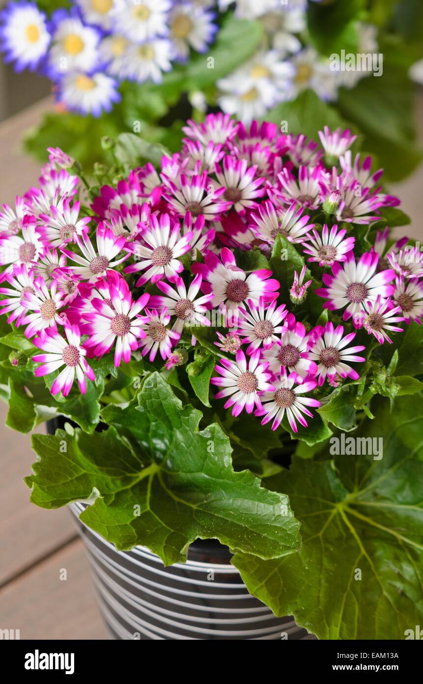 Florist's cineraria (Pericallis x hybrida) Stock Photo