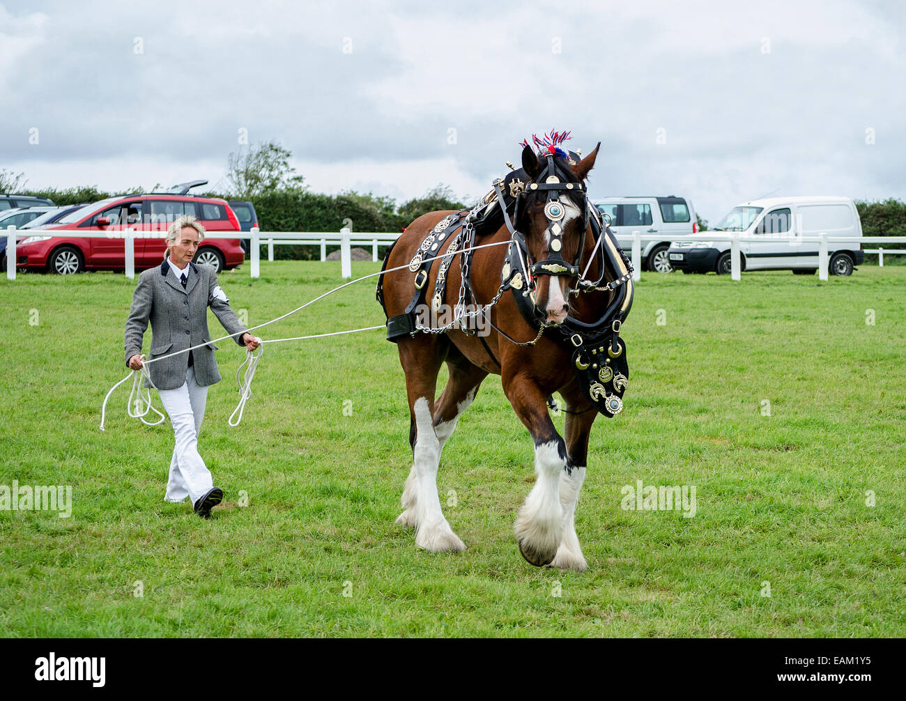 Shire Horse display at the Stithians country fair near Redruth in Cornwall, UK Stock Photo