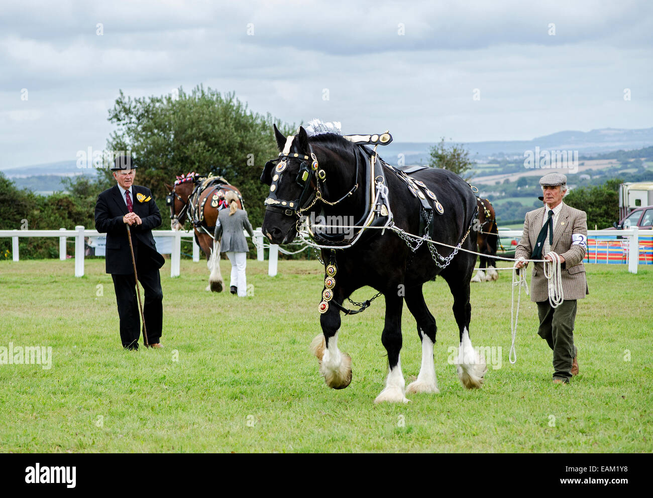 Shire Horse display at the Stithians country fair near Redruth in Cornwall, UK Stock Photo