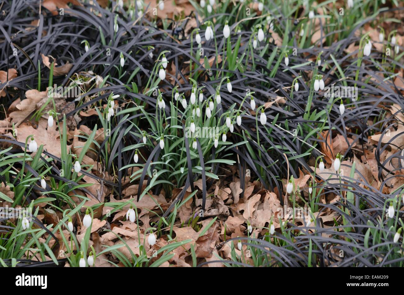 Common snowdrop (Galanthus nivalis) and black mondo (Ophiopogon planiscapus 'Nigrescens') Stock Photo
