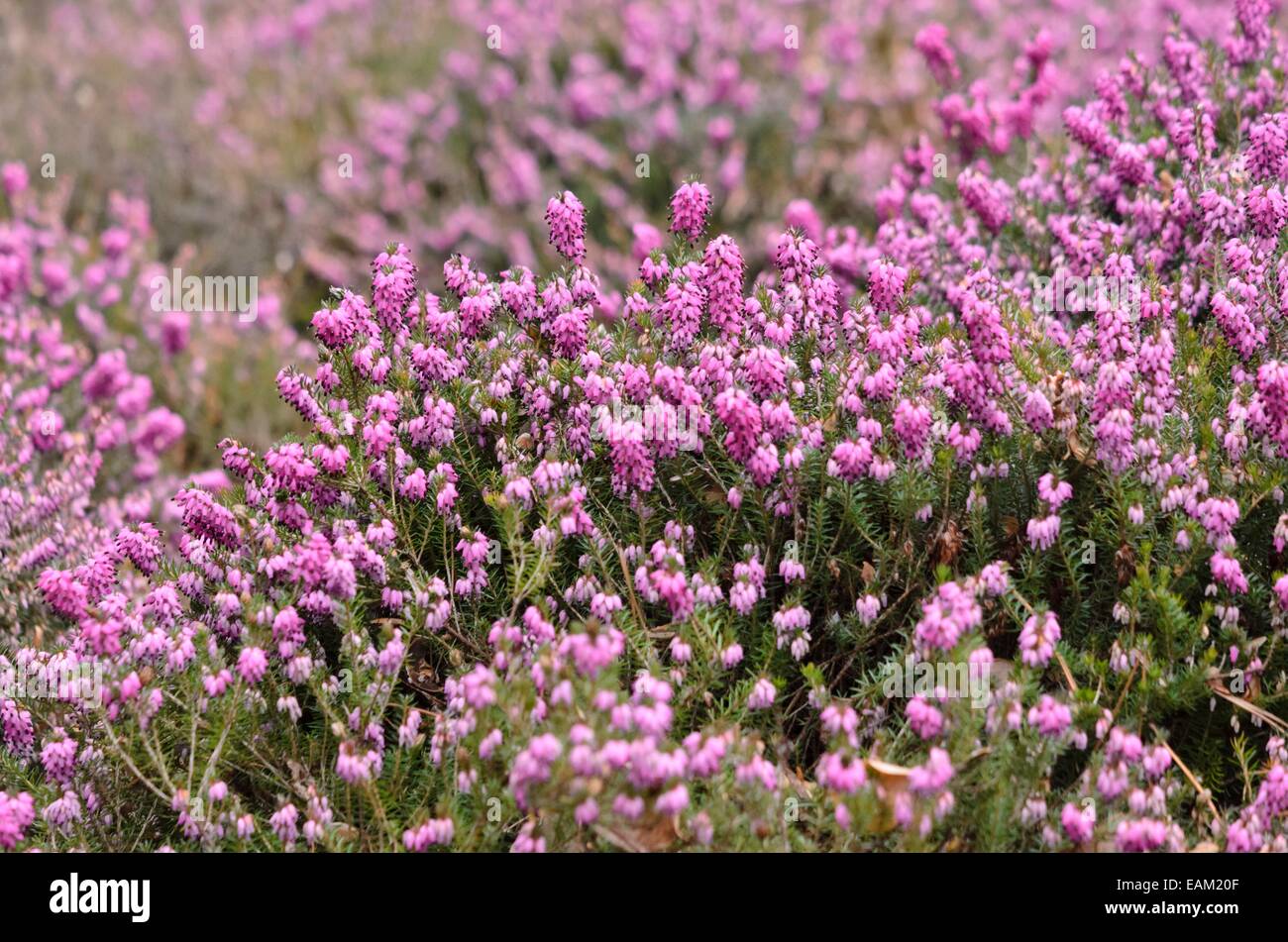 Winter heather (Erica carnea 'Winter Rubin' syn. Erica herbacea 'Winter Rubin') Stock Photo