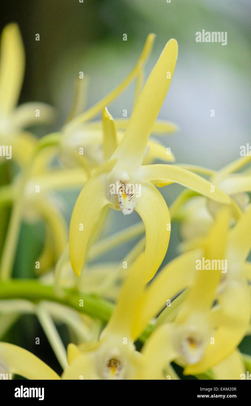Outstanding dendrobium (Dendrobium speciosum var. grandiflorum) Stock Photo