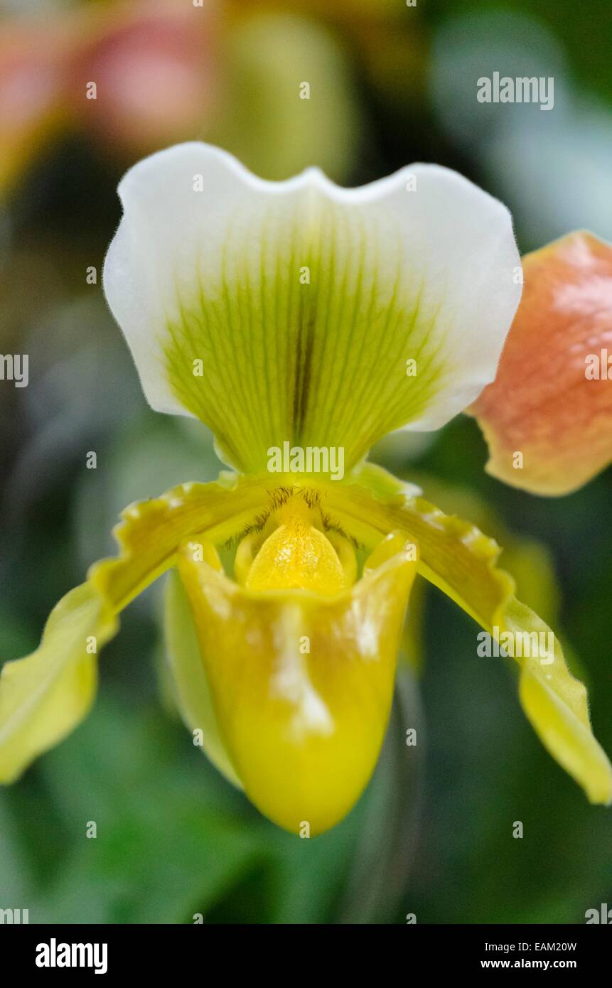 Lady's slipper orchid (Paphiopedilum Heide) Stock Photo