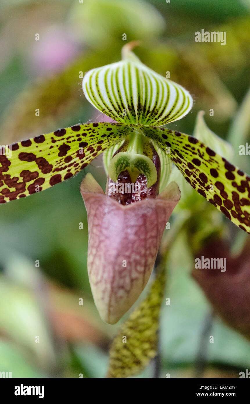 Lady's slipper orchid (Paphiopedilum sukhakulii) Stock Photo