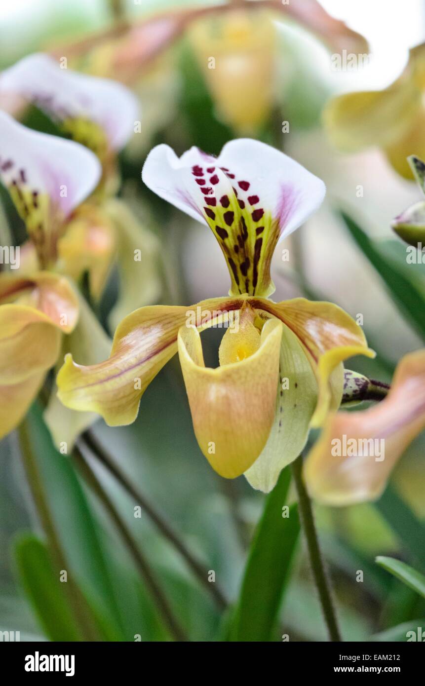 Lady's slipper orchid (Paphiopedilum gratrixianum) Stock Photo