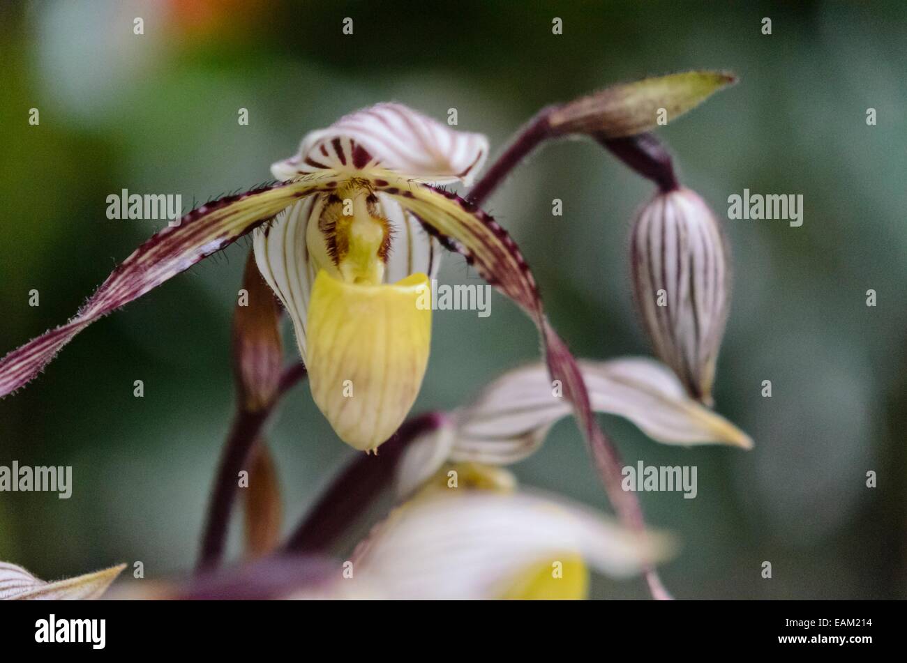 Lady's slipper orchid (Paphiopedilum philippinense var. roebelenii) Stock Photo