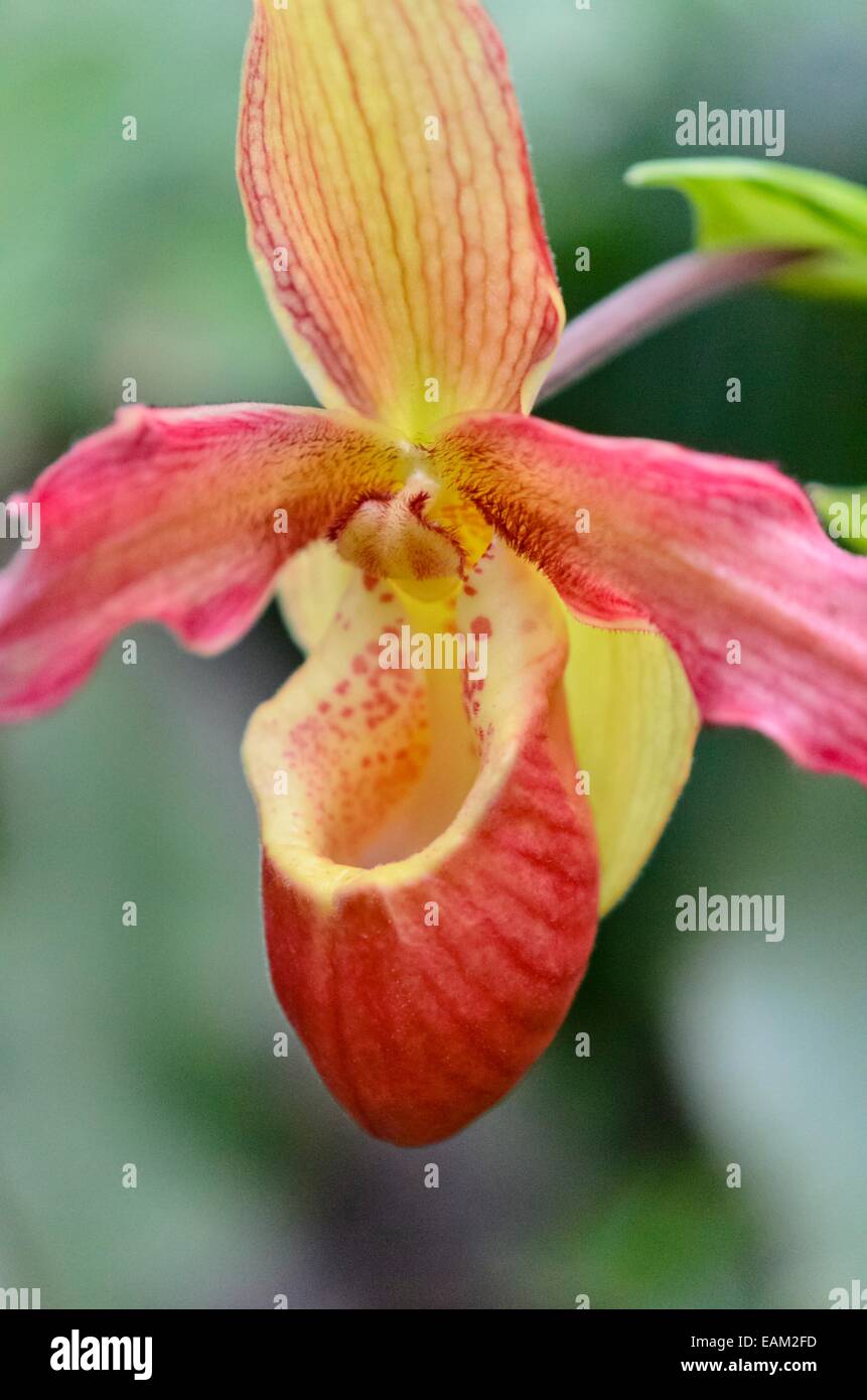 Lady's slipper orchid (Phragmipedium Living Fire) Stock Photo