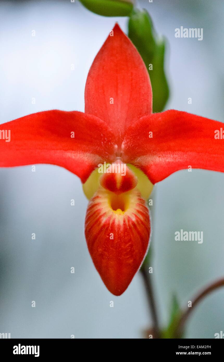 Lady's slipper orchid (Phragmipedium besseae) Stock Photo