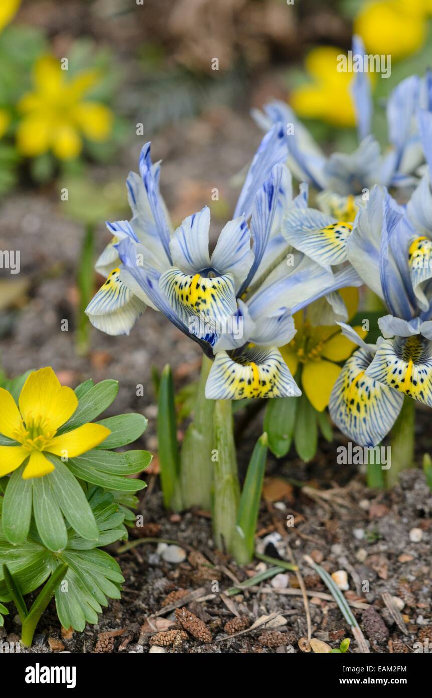 Dwarf iris (Iris reticulata 'Katharine Hodgkin') Stock Photo