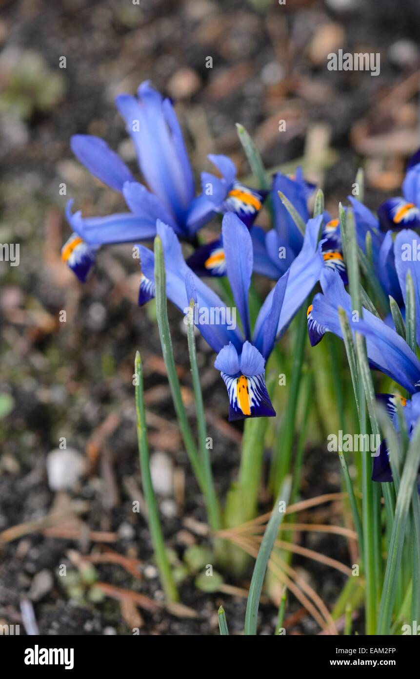 Dwarf iris (Iris reticulata 'Gordon') Stock Photo