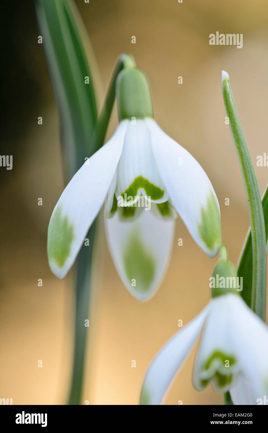 Common snowdrop (Galanthus nivalis 'Viridi-Apice') Stock Photo