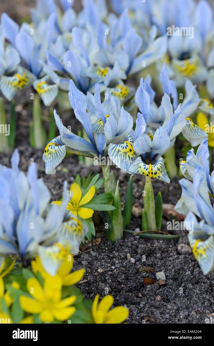 Dwarf iris (Iris reticulata 'Katharine Hodgkin') Stock Photo